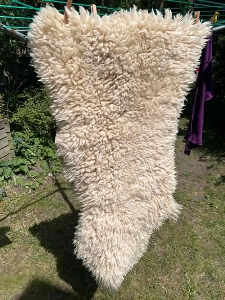 Photo of free Sheep skin (Kennington SW8) #1