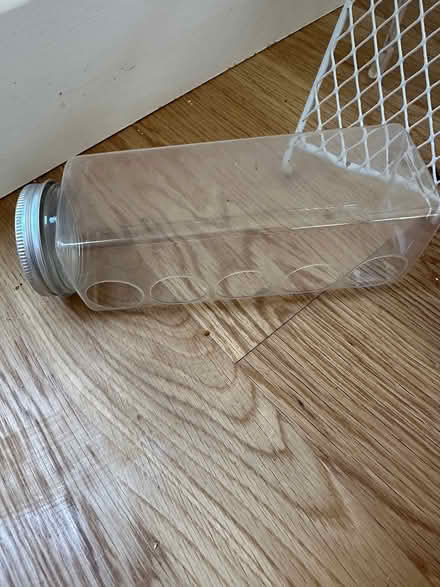 Photo of free Quail chick bundle (Lytchett matravers) #3