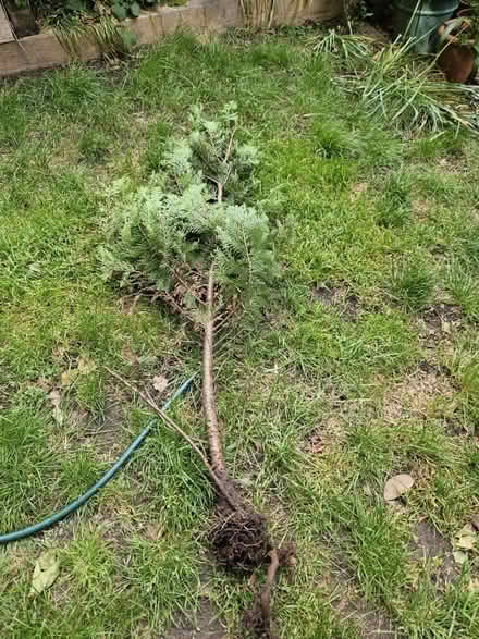 Photo of free 5 foot pine tree (Camberwell) #4