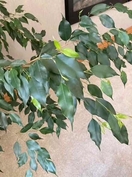 Photo of free House plant (Lochgelly KY5) #3
