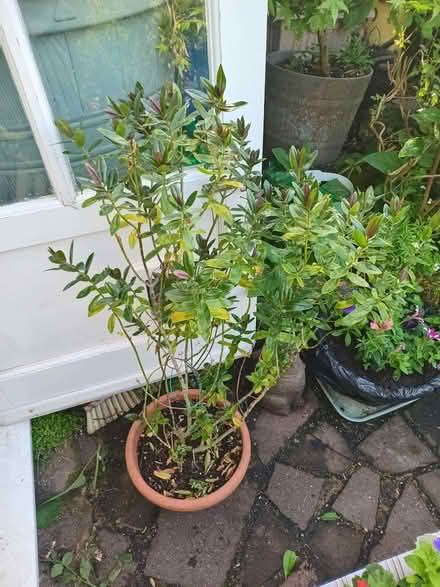 Photo of free hebe (Eastbourne BN20) #1