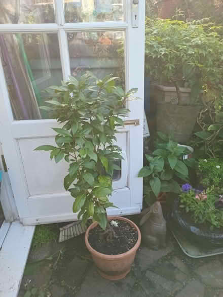 Photo of free bay tree (Eastbourne BN20) #1