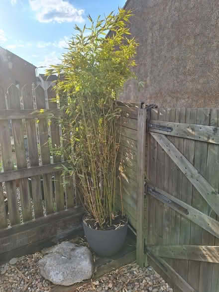 Photo of free Bamboo Plant (Kendal LA9) #1