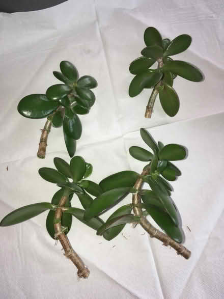 Photo of free Jade plant cuttings (Greenwich MV, SE10) #1