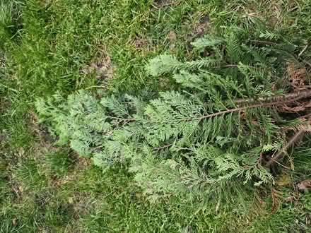Photo of free 5 foot pine tree (Camberwell) #2