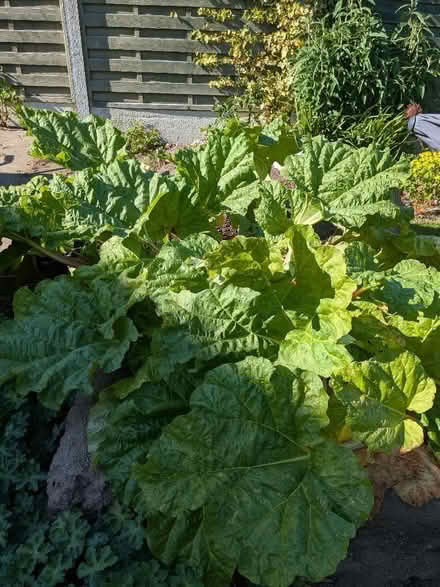 Photo of free Rhubarb (Harrogate HG2) #1
