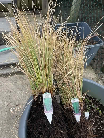 Photo of free two Juncus plants (Bloor Lansdowne) #1
