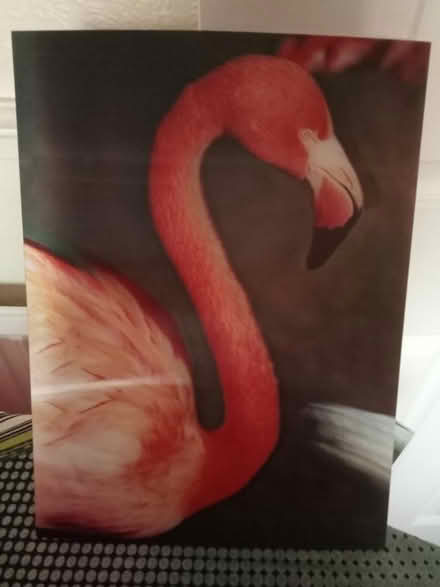 Photo of free Holographic Flamingo Picture (Lower Broadheath, WR2) #2