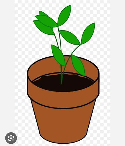 Photo of Garden plants and large pots (Selmeston BN26) #1