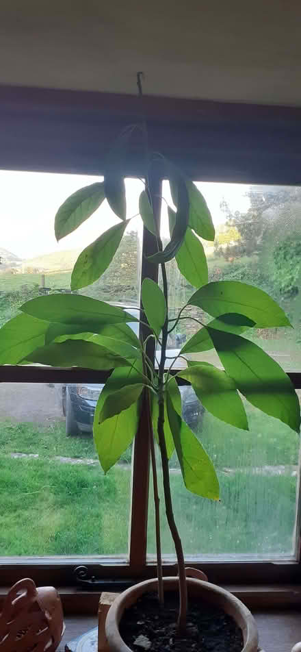 Photo of free Avocado plant. (Bleddfa LD7) #1
