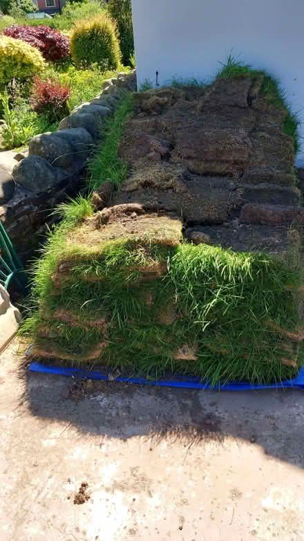 Photo of free Lifted turf (Eamont Bridge CA10) #1