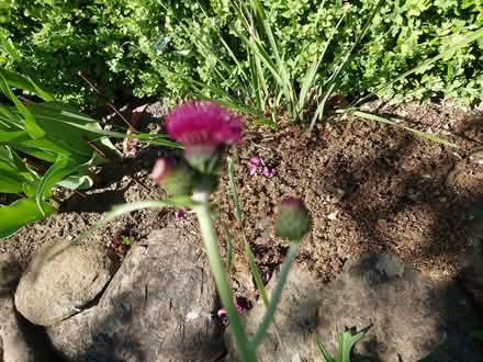 Photo of free Perennial pink thistles / Cirsium rivulare 'Atropurpureum' (Clerwood EH12) #2