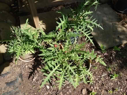 Photo of free Perennial pink thistles / Cirsium rivulare 'Atropurpureum' (Clerwood EH12) #1