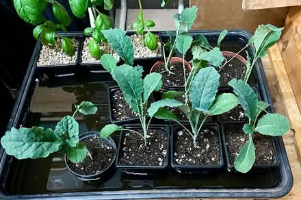Photo of free Kale plants (cavolo nero) (Hatfield AL10) #1