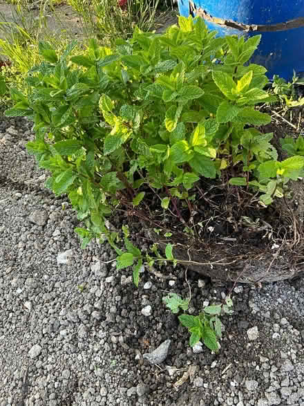 Photo of free Mint plants (CT14) #1