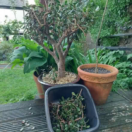 Photo of free Jade Plant Cuttings (Stirling FK8) #1