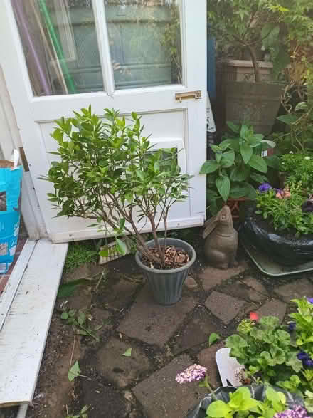 Photo of free Euonymus (Eastbourne BN20) #1