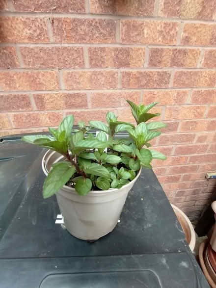 Photo of free Memory Mint plant (Lower Earley RG6) #1