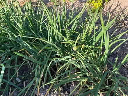 Photo of free Clumping or Welsh onion (CT14) #1