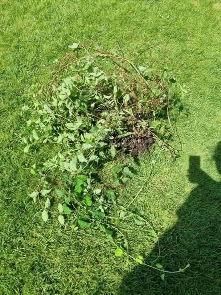 Photo of free Honeysuckle plant (Kidlington OX5) #1