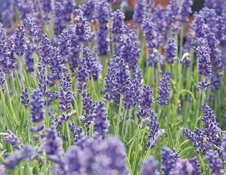 Photo of Lavender plants (Penbeagle TR26) #1