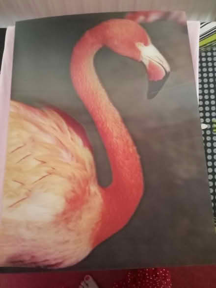 Photo of free Holographic Flamingo Picture (Lower Broadheath, WR2) #1