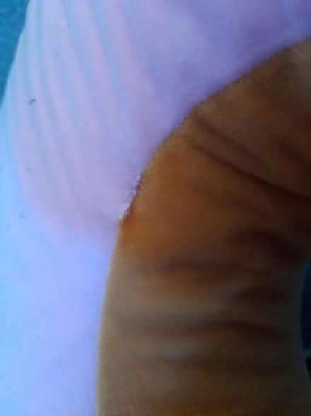 Photo of free Donut Cushion (Colwick NG4) #3