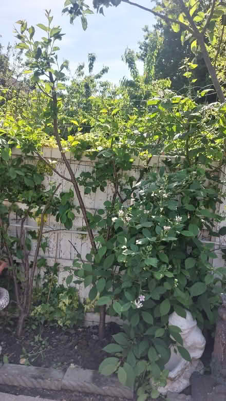 Photo of free Cherry Tree 🌳 (Chigwell Row IG7) #2