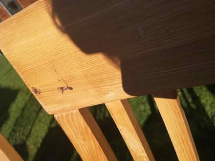 Photo of free 4 dining chairs (Craiglockhart EH14) #4