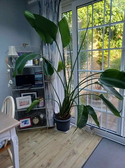 Photo of free Strelitzia (Kenilworth. School Lane) #1