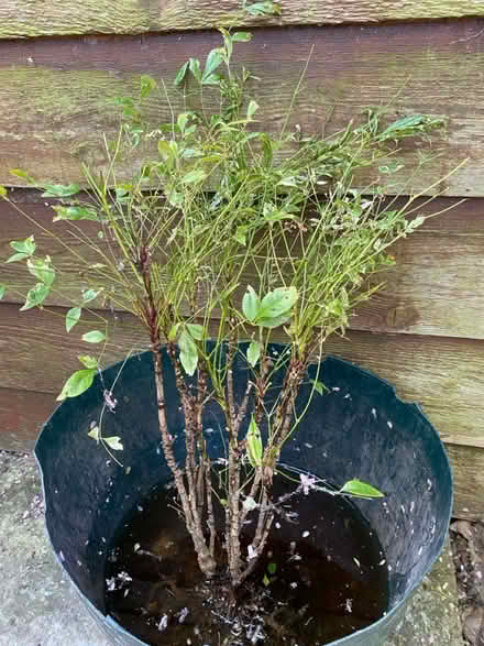 Photo of free Small Nandina plant (Waterlooville PO7) #1