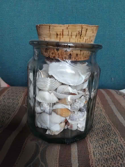 Photo of free Sea shells (Starbeck HG1) #1