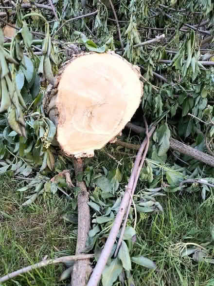 Photo of free Tree trunks - Elder (Allestree DE22) #1
