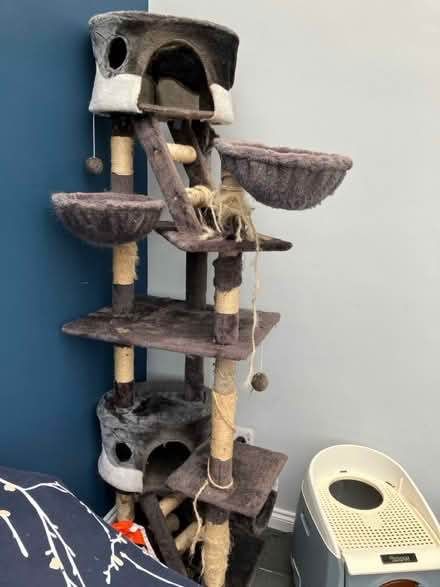 Photo of free cat stuff (G14) #1