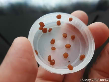 Photo of free Cyclamen seeds (red blooms) (Edgwarebury Lane) #1