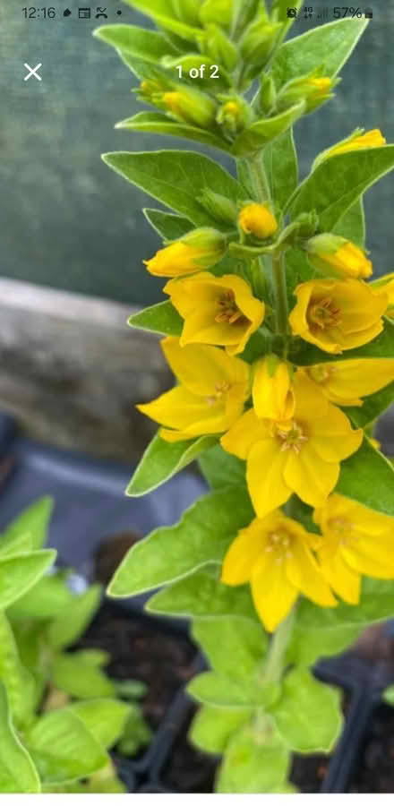Photo of free Yellow flower (St Austell) #2