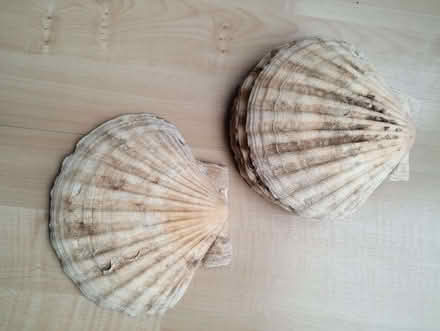 Photo of free Scallop shells (GU14) #3