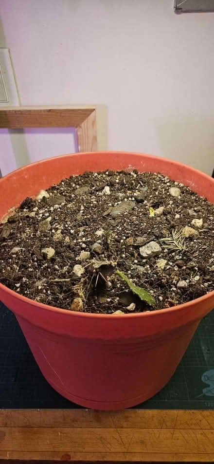 Photo of free Large Coral planter (little italy) #4