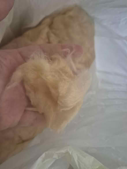 Photo of free Insulation - 2 bags (Northstowe) #2