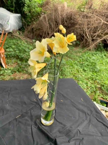 Photo of free False yellow flowers (AL2 / SG6) #1