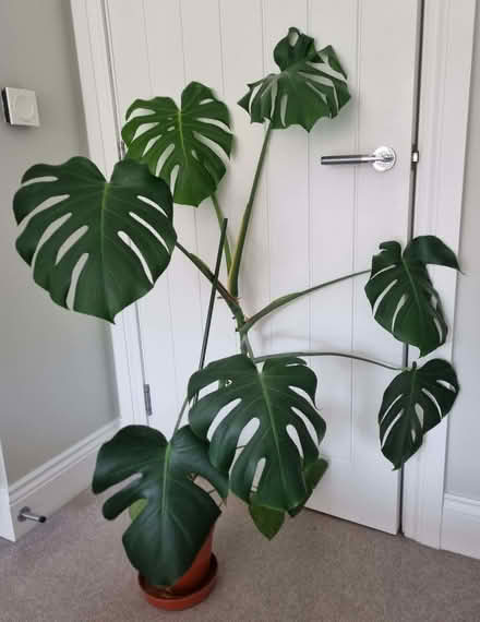 Photo of free mature cheese plant (Aston Clinton HP22) #1