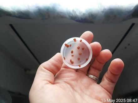 Photo of free Cyclamen seeds (red blooms) (Edgwarebury Lane) #2