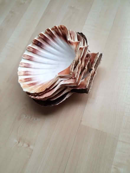 Photo of free Scallop shells (GU14) #2