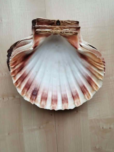 Photo of free Scallop shells (GU14) #1