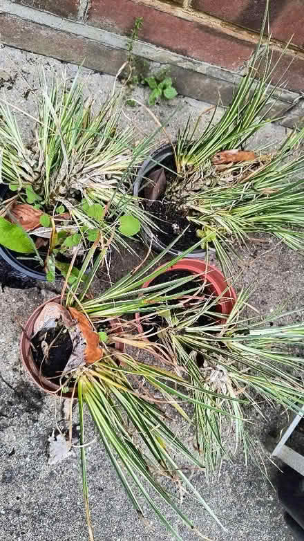 Photo of free Pond Plants (CT8) #1