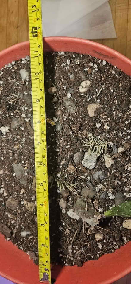 Photo of free Large Coral planter (little italy) #2
