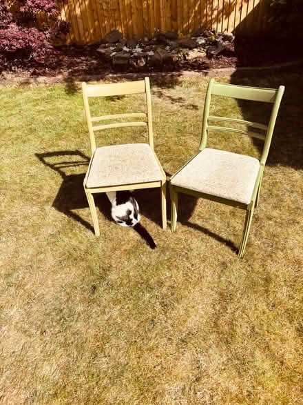 Photo of free Two Dining chairs (Oxton CH43) #1