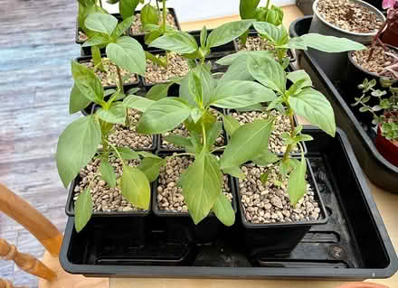 Photo of free Young Thai basil plants (Hatfield AL10) #1