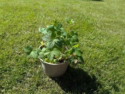 Photo of free Garden plants (Edinburgh EH7) #3