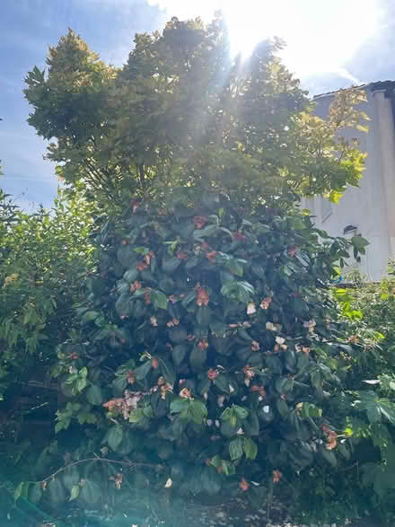 Photo of free Trees/plants (CH44) #2